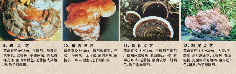 圖片關鍵詞 圖片關鍵詞