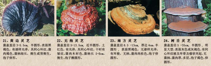 圖片關鍵詞 圖片關鍵詞