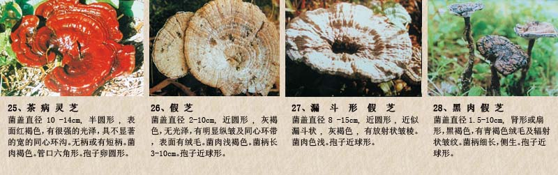 圖片關鍵詞 圖片關鍵詞