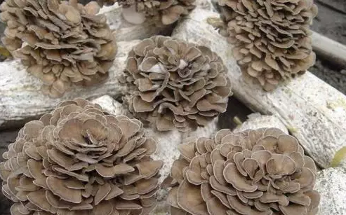 圖片關(guān)鍵詞 http://www.mdcenments.com.cn/ewebeditor/uploadfile/20170914091445139001.png