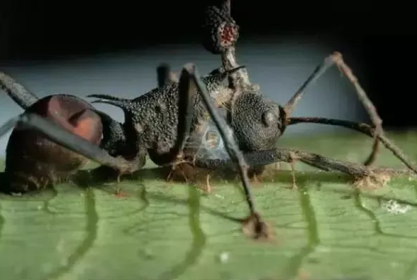 圖片關鍵詞 圖片關鍵詞