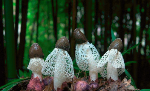 圖片關鍵詞 http://www.mdcenments.com.cn/ewebeditor/uploadfile/20180828110329835001.png