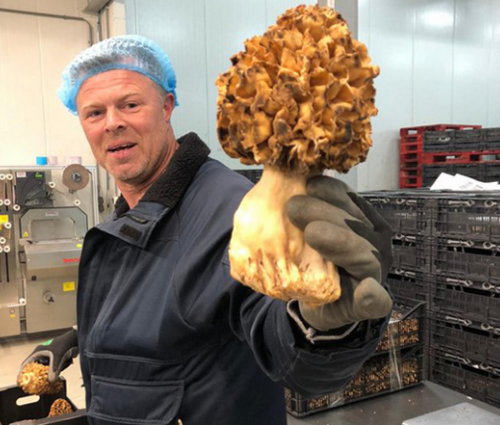 圖片關鍵詞 https://www.mushroommarket.net/file/upload/202005/20/11-31-25-62-283825.png