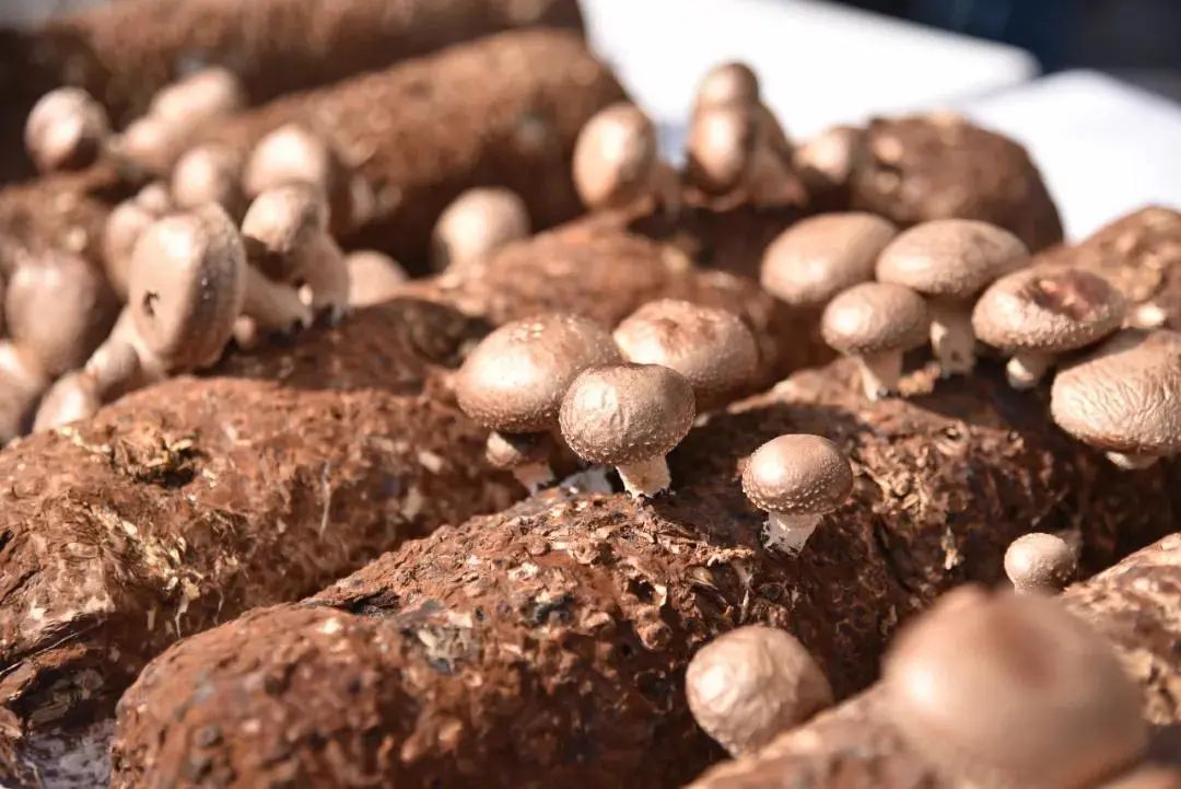 圖片關鍵詞 https://mmbiz.qpic.cn/mmbiz_jpg/tViaTicjwibVZmgEXXCALToc7mAB2rFo1LnfibfQslic1VbKU4XWWKibibCAJy5y4uDxDbvlqKvTb88BYetm0qLzPgyew/640?wx_fmt=jpeg