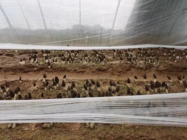 圖片關鍵詞 https://mmbiz.qpic.cn/mmbiz_jpg/qmUUOFzKOySicbjjG0D3GtIeiamkVc4vX0I3ibS3o2t5wibhyW7ib94ubwZJ6gv6QmayBygzGjnicOhvjgVUW04h80iaA/640?wx_fmt=jpeg