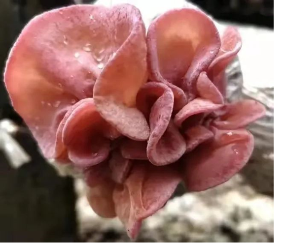 圖片關鍵詞 圖片關鍵詞