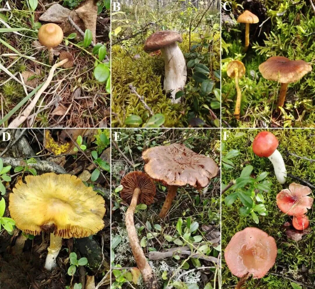 圖片關鍵詞 圖片關鍵詞